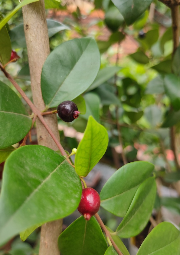 Roxburgh's Cherry Plant