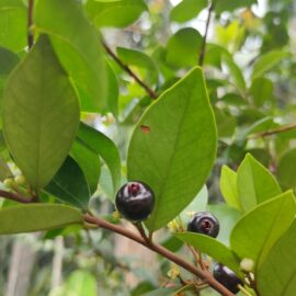 Roxburgh’s Cherry Plant