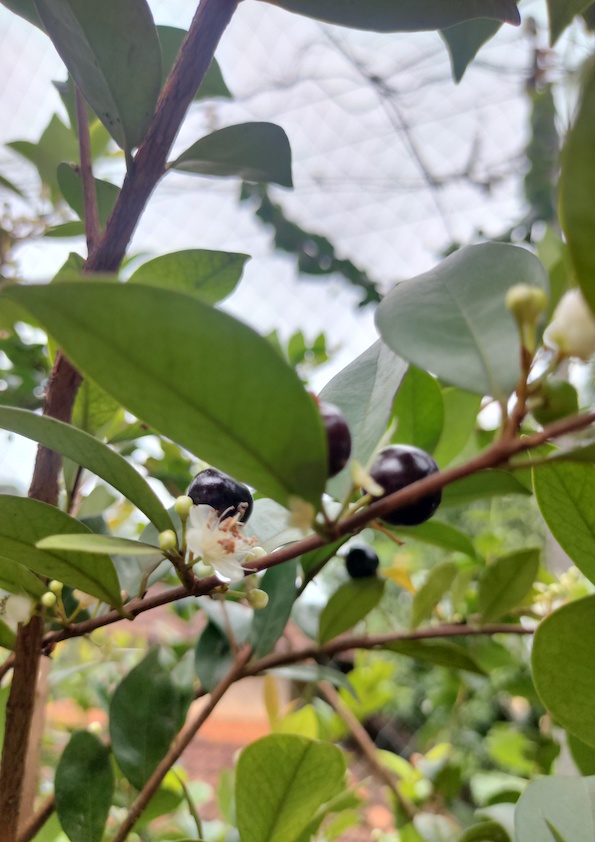 Roxburgh's Cherry Plant