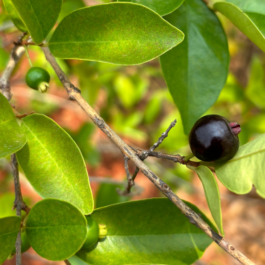 Roxburgh’s Cherry Plant
