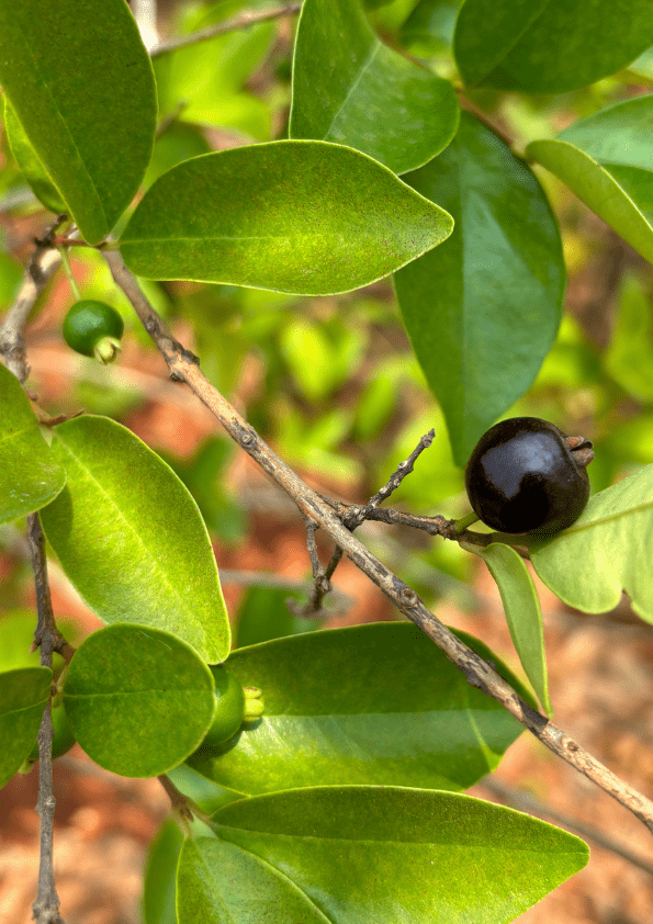 Roxburgh’s Cherry Plant