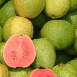 Taiwan Pink Guava Grafted Plant