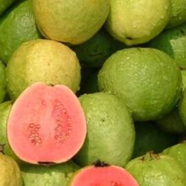 Taiwan Pink Guava Grafted Plant