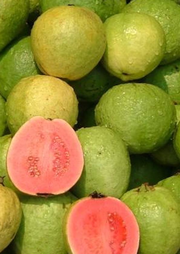 Taiwan Pink Guava Grafted Plant
