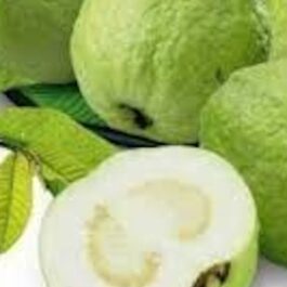 L49 Guava Grafted Plant