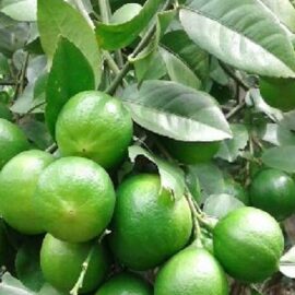 Thai Patti Lemon Grafted Plant