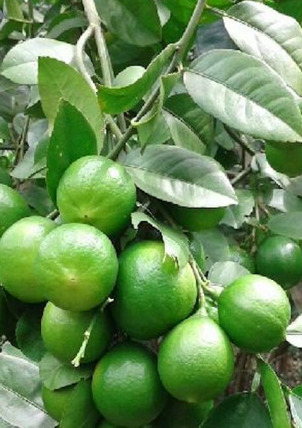 Thai Patti Lemon Grafted Plant