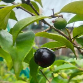 Rainforest Plum Fruit Plant