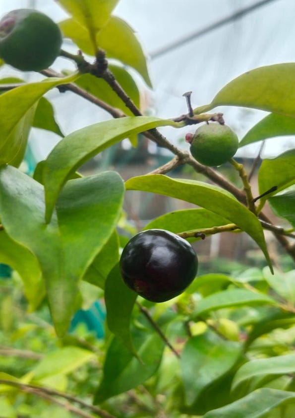 Rainforest Plum Fruit Plant