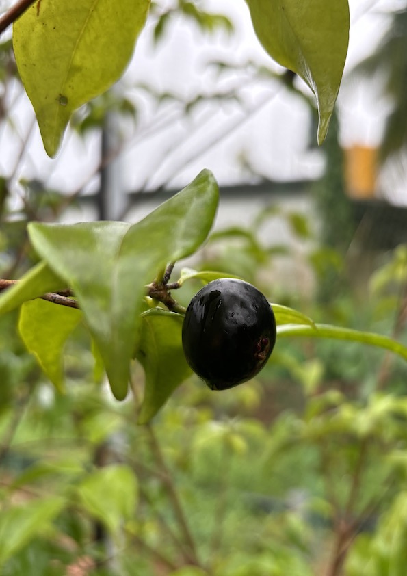 Rainforest Plum Fruit Plant
