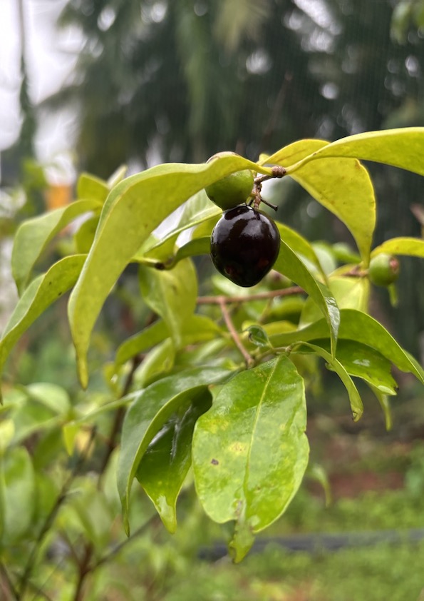 Rainforest Plum Fruit Plant