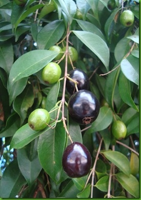 Rainforest Plum Fruit Plant