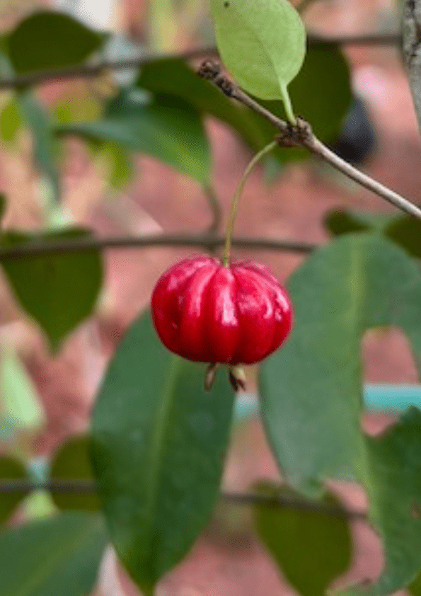 Eugenia Uniflora var dasyblasta Fruit Plant