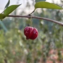 Eugenia Uniflora var dasyblasta Fruit Plant