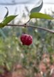 Eugenia Uniflora var dasyblasta Fruit Plant