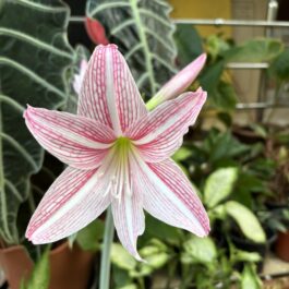 Amaryllis Lily Bicolor White Pink Plant
