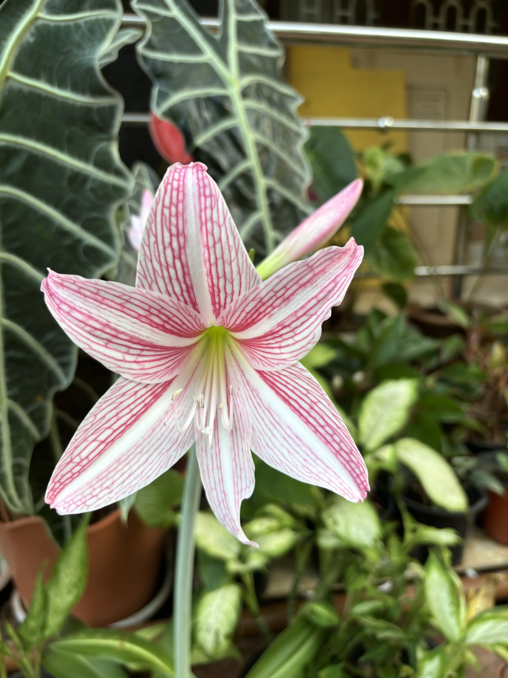 Amaryllis Lily Bicolor White Pink Plant