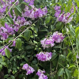 Garlic Vine Flowering Plant