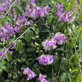 Garlic Vine Flowering Plant