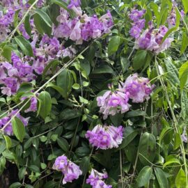 Garlic Vine Flowering Plant