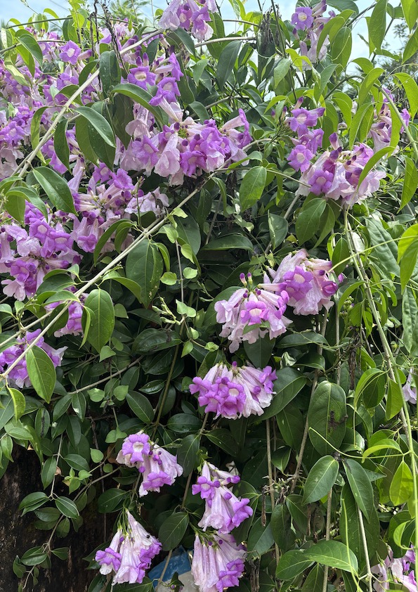 Garlic Vine Flowering Plant