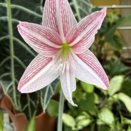 Amaryllis Lily Bicolor White Pink Bulb
