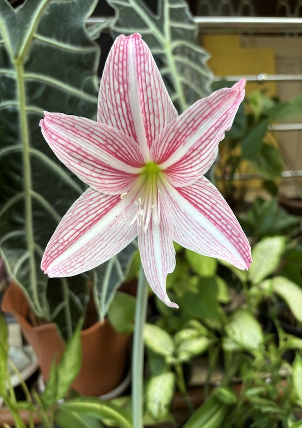 Amaryllis Lily Bicolor White Pink Bulb