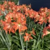 Flower Bulbs