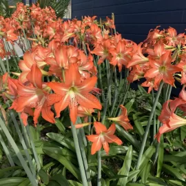 Amaryllis Lily Orange Plant