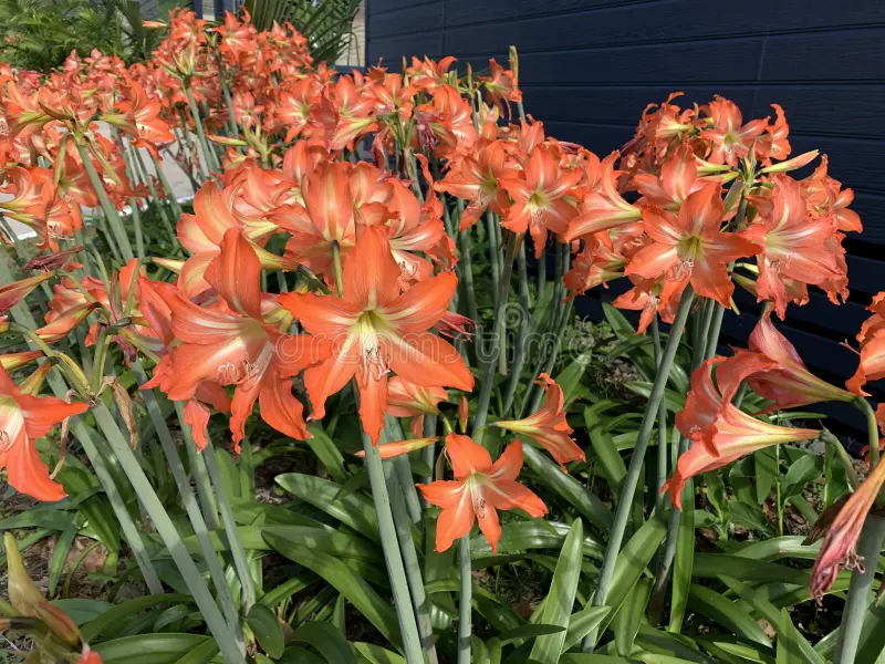Amaryllis Lily Orange Plant