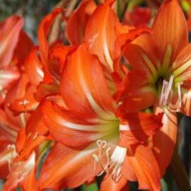 Amaryllis Lily Orange Bulb