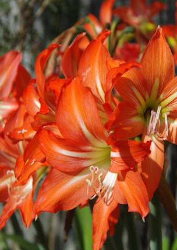 Amaryllis Lily Orange Bulb