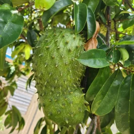 Organic Graviola (Soursop) Leaves Fresh 50pcs