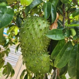 Organic Graviola (Soursop) Leaves Fresh 50pcs