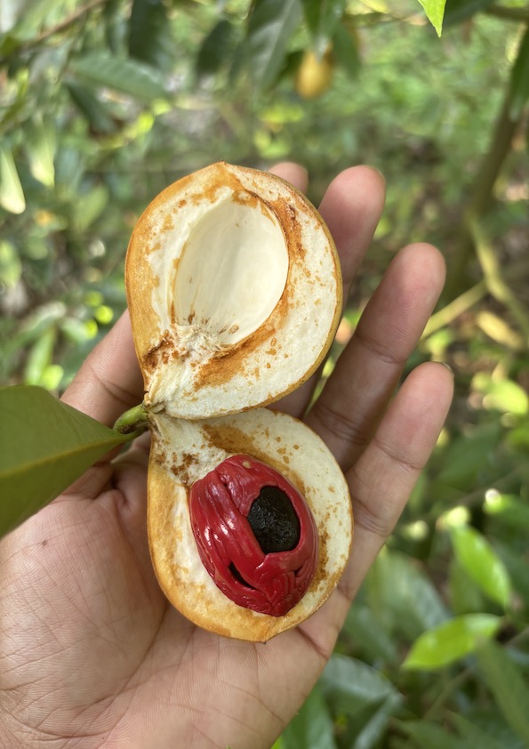 Nutmeg