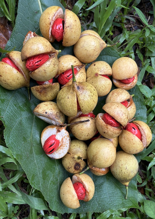 Nutmeg