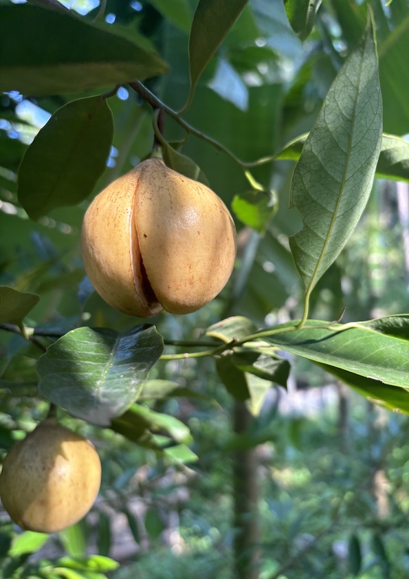 Nutmeg