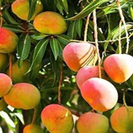 Neelam Mango Grafted Plant (Large)