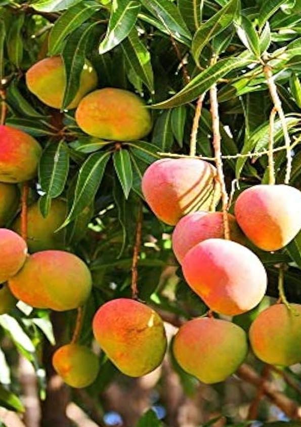 Neelam Mango Grafted Plant (Large)