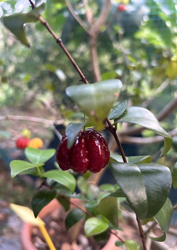 Black Surinam Cherry Fruit Plant