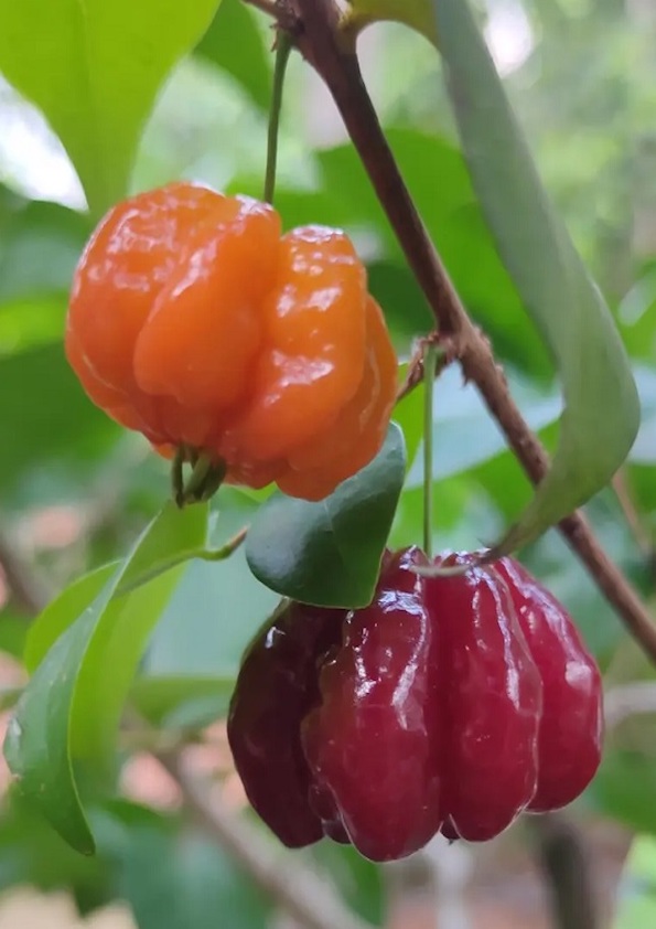 Black Surinam Cherry Fruit Plant