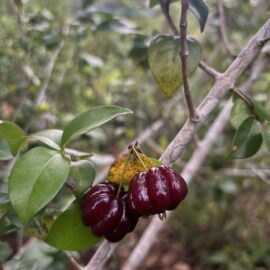 Black Surinam Cherry Fruit Plant