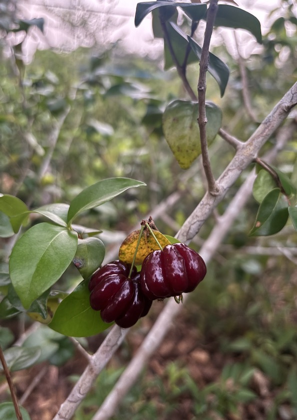 Black Surinam Cherry Fruit Plant