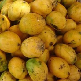 Neelam Mango Grafted Plant (Large)