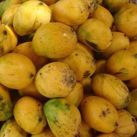 Neelam Mango Grafted Plant (Large)