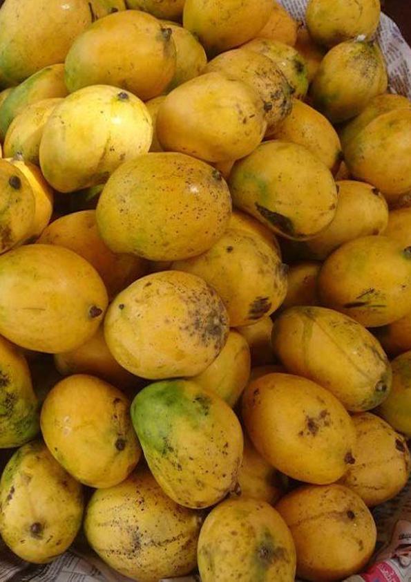 Neelam Mango Grafted Plant (Large)