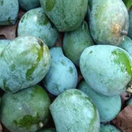 Kalapadi Mango Grafted Plant (Large)