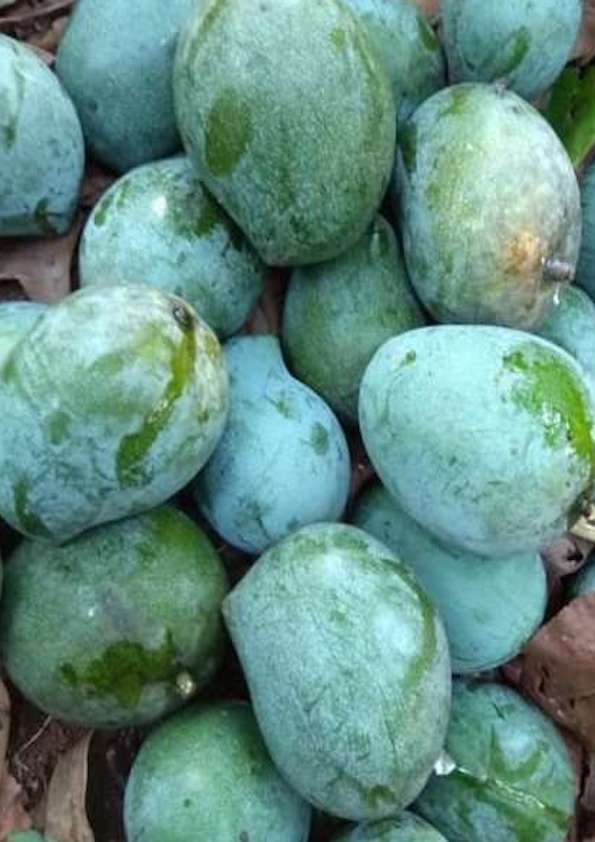 Kalapadi Mango Grafted Plant (Large)