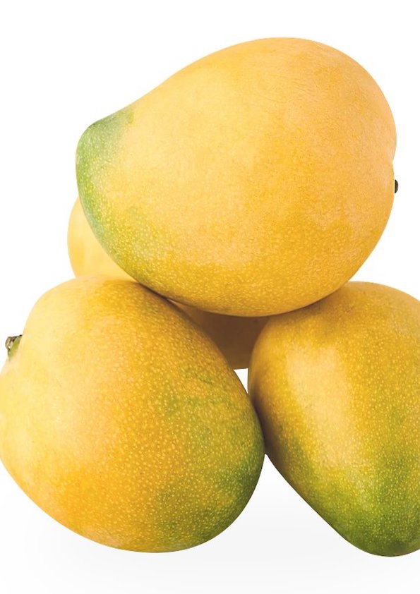 Neelam Mango Grafted Plant (Large)