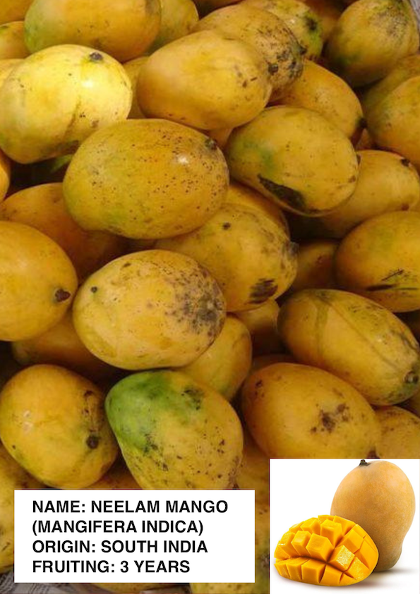 Neelam Mango Grafted Plant (Large)